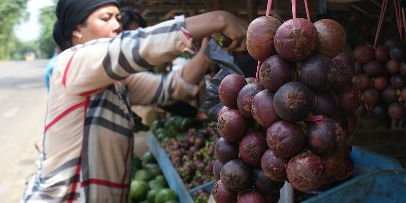 Pemkab Purwakarta Siapkan Lahan untuk Penelitian Manggis
